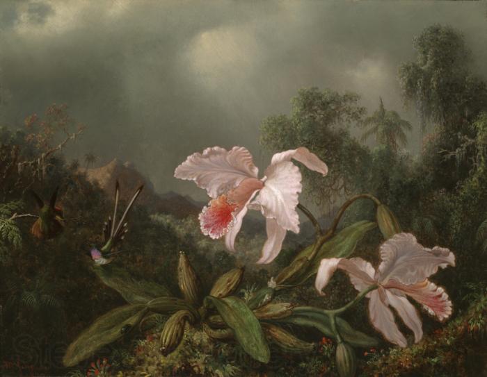 Martin Johnson Heade Jungle Orchids and Hummingbirds Spain oil painting art